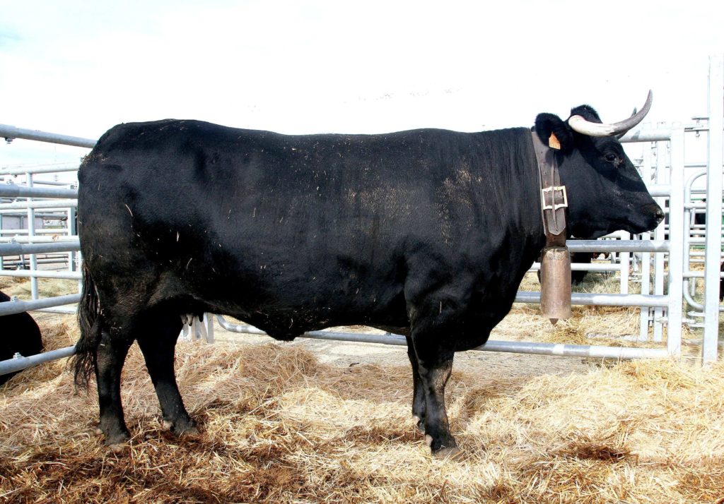 Razas bovinas autóctonas de fomento en España Ganado Vacuno