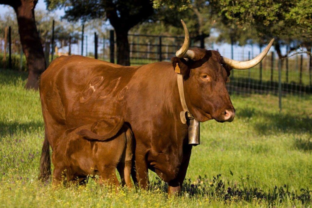 Razas bovinas autóctonas de fomento en España Ganado Vacuno