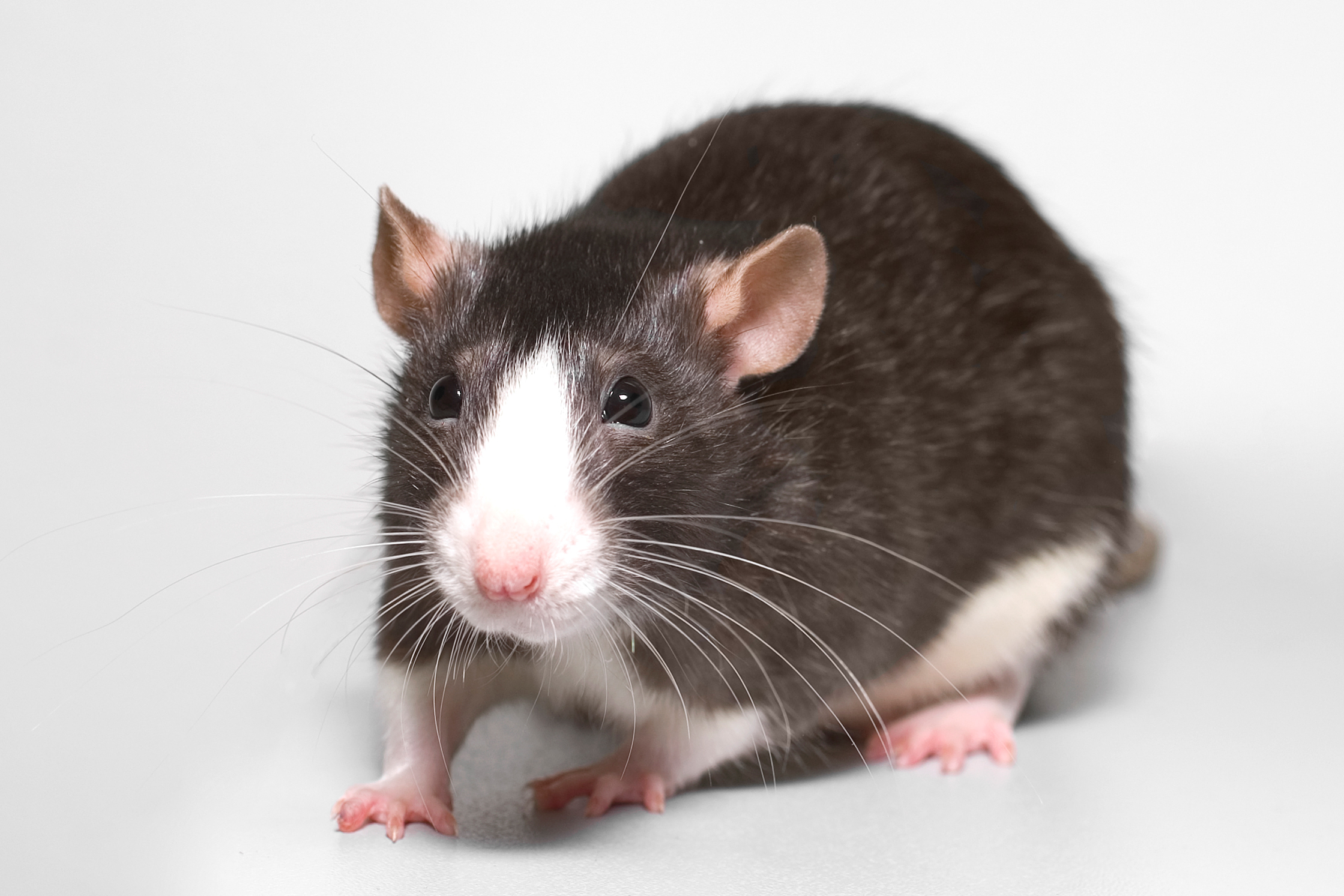 Kit para el control de ratas y ratones