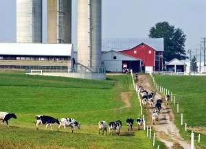 Detergentes para mantener limpias tus instalaciones ganaderas o alimentarias