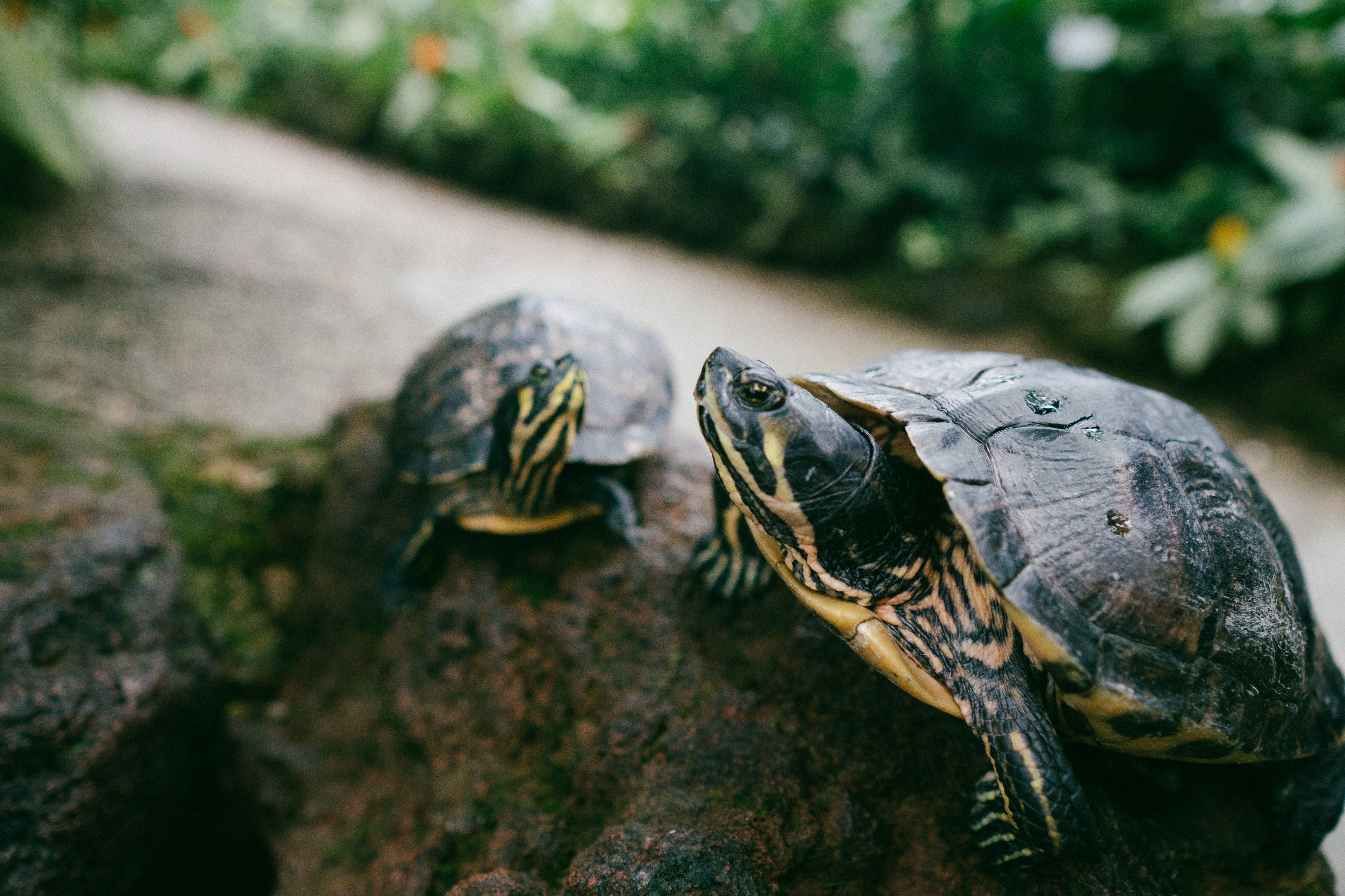 3 Tips para que las tortugas de agua no huelan mal